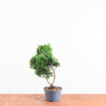 Chamaecyparis obtusa