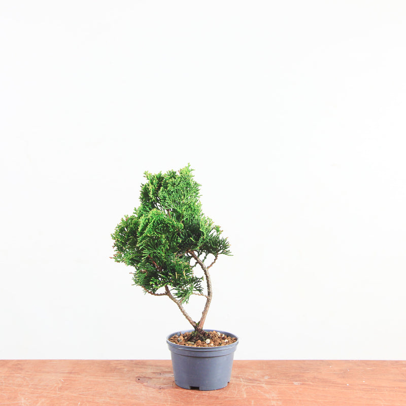 Chamaecyparis obtusa