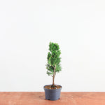 Chamaecyparis obtusa