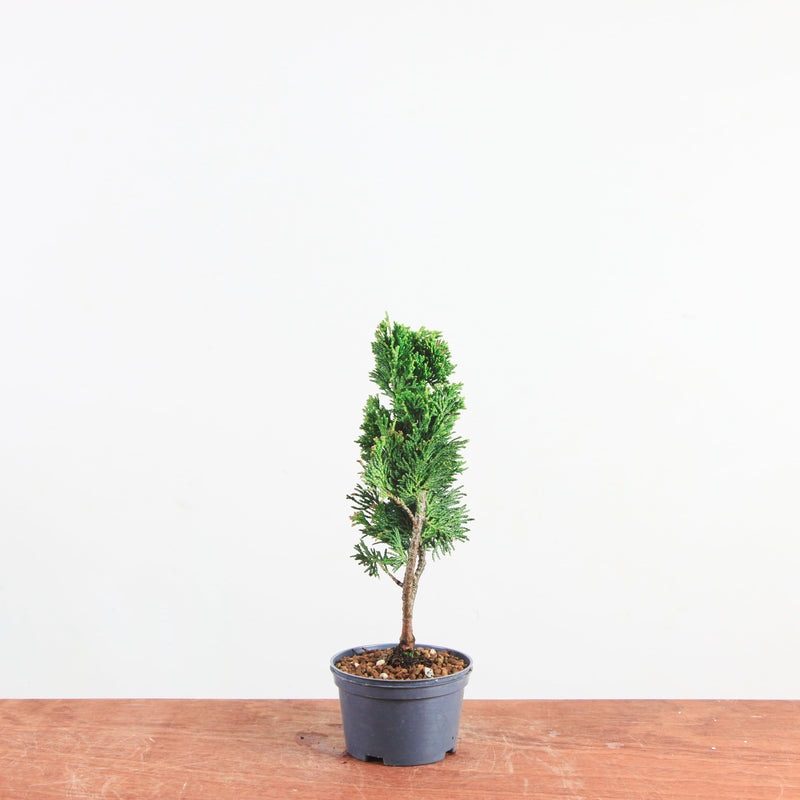 Chamaecyparis obtusa