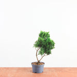 Chamaecyparis obtusa