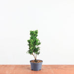 Chamaecyparis obtusa