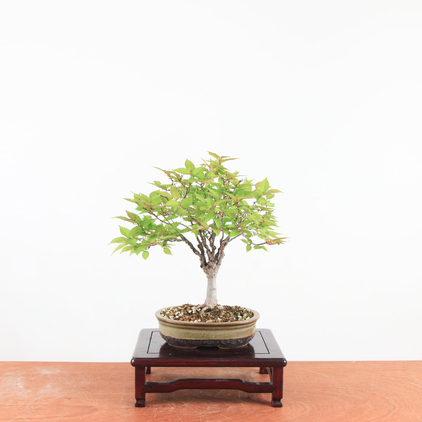 Bonsai Zelkova Serrata