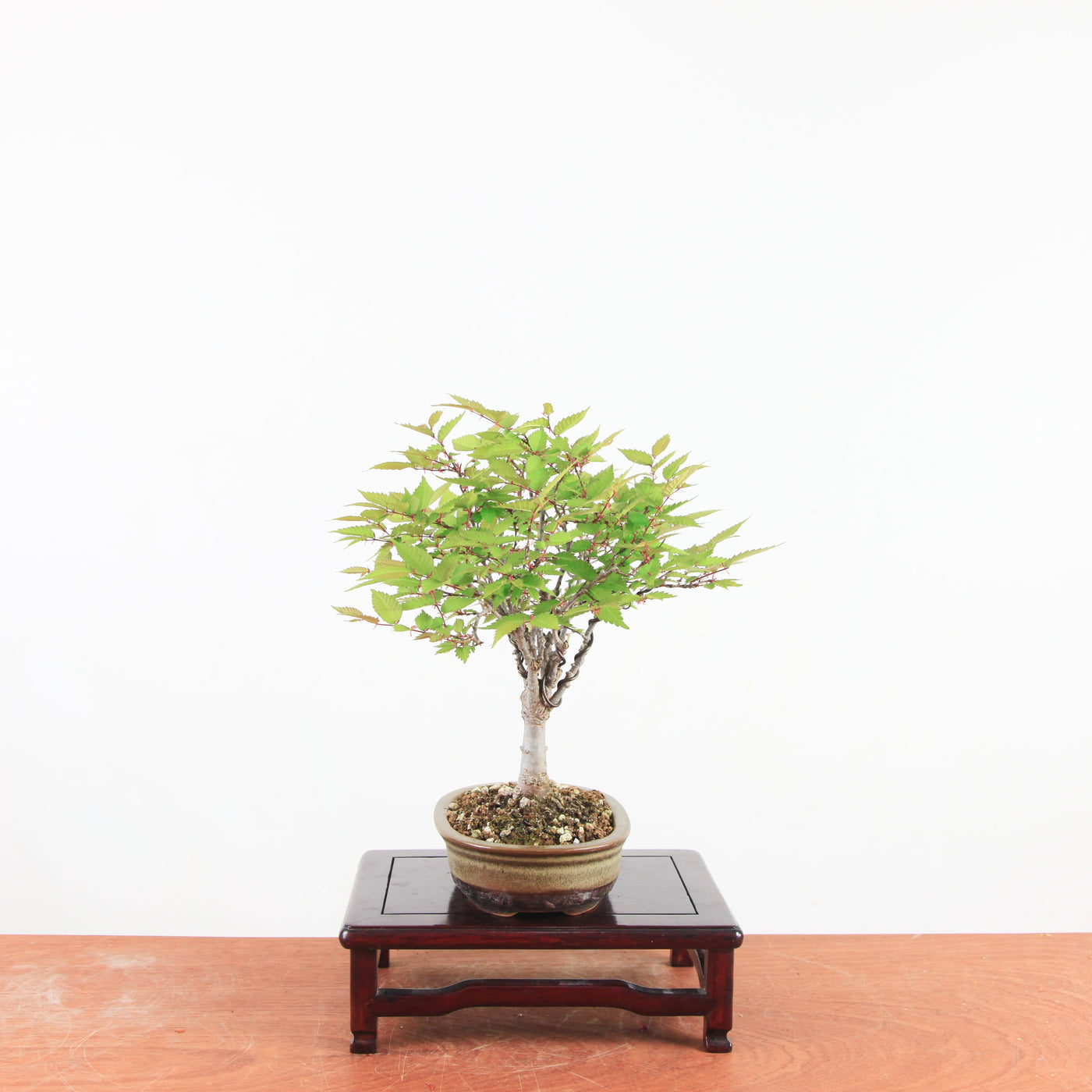 Bonsai Zelkova Serrata