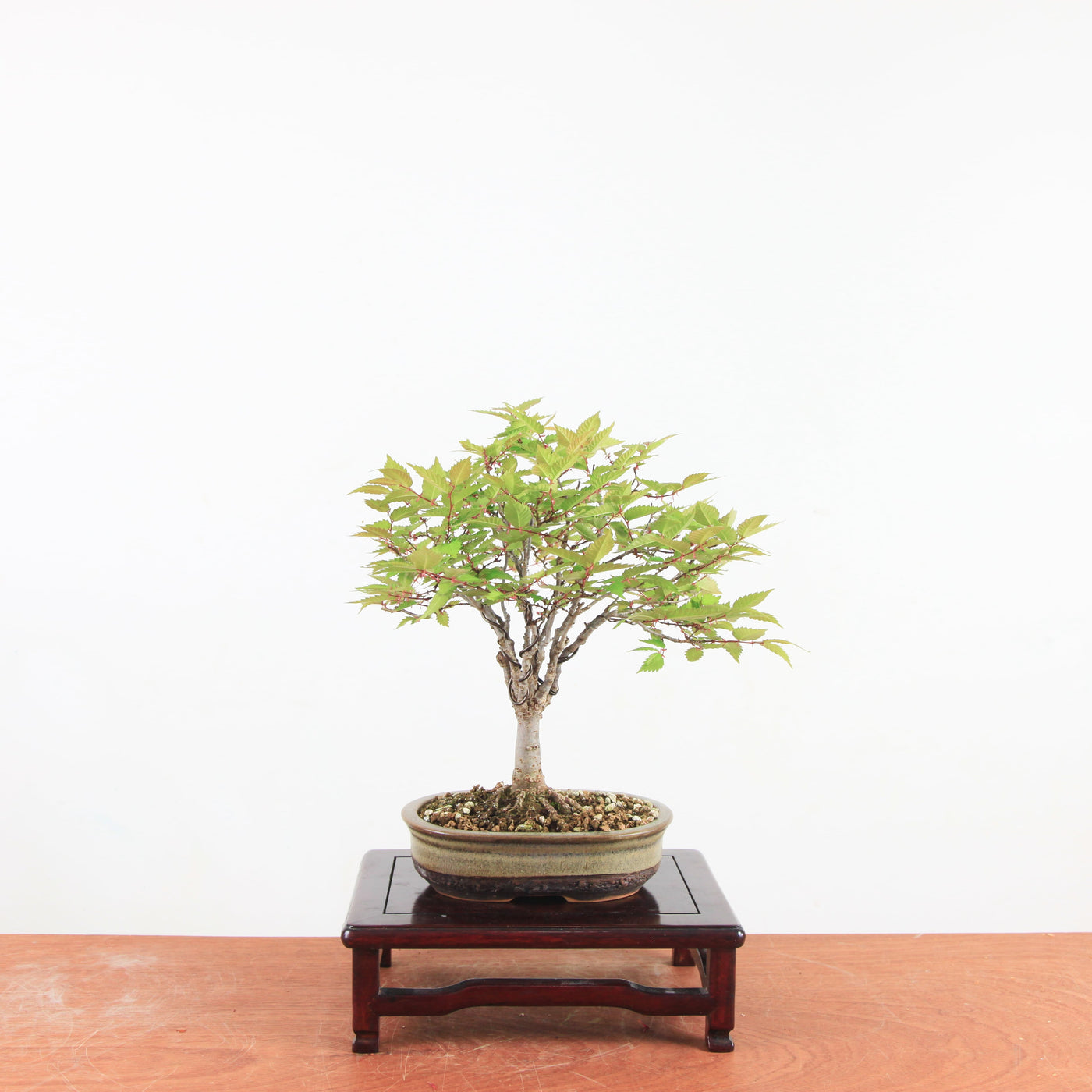 Bonsai Zelkova Serrata