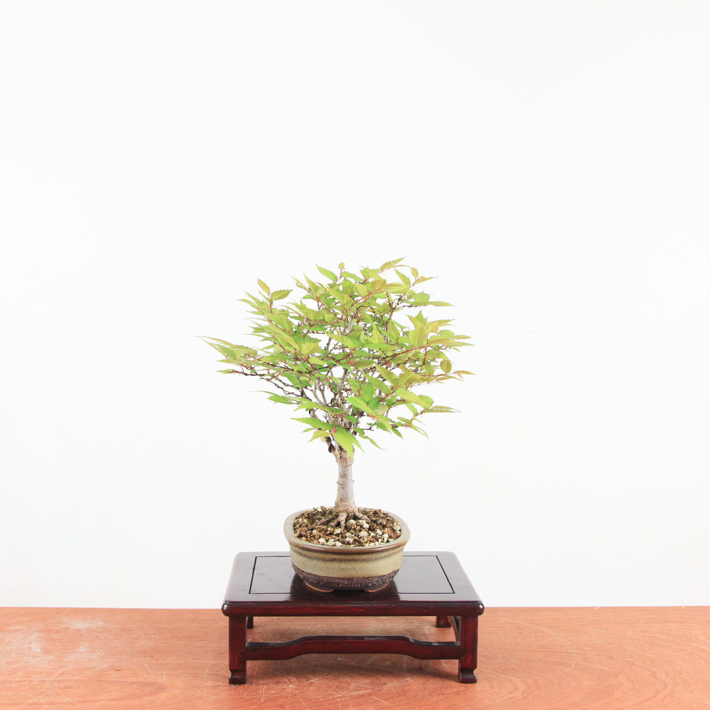 Bonsai Zelkova Serrata
