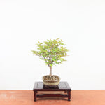 Bonsai Zelkova Serrata