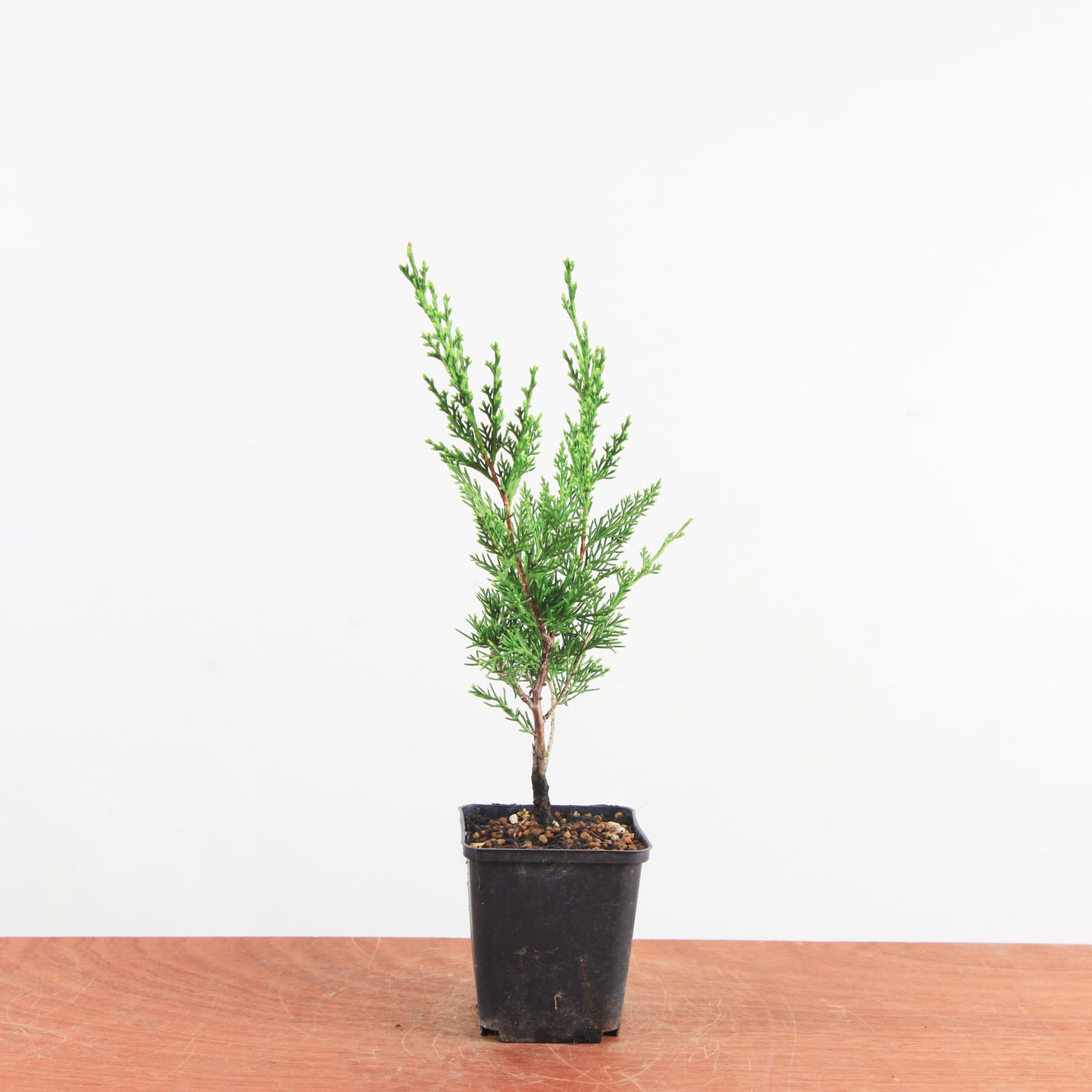 Juniperus Chinensis 'itoigawa'