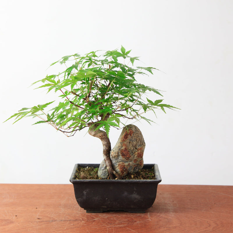 Bonsai Acer Palmatum 'Japanse esdoorn' op steen