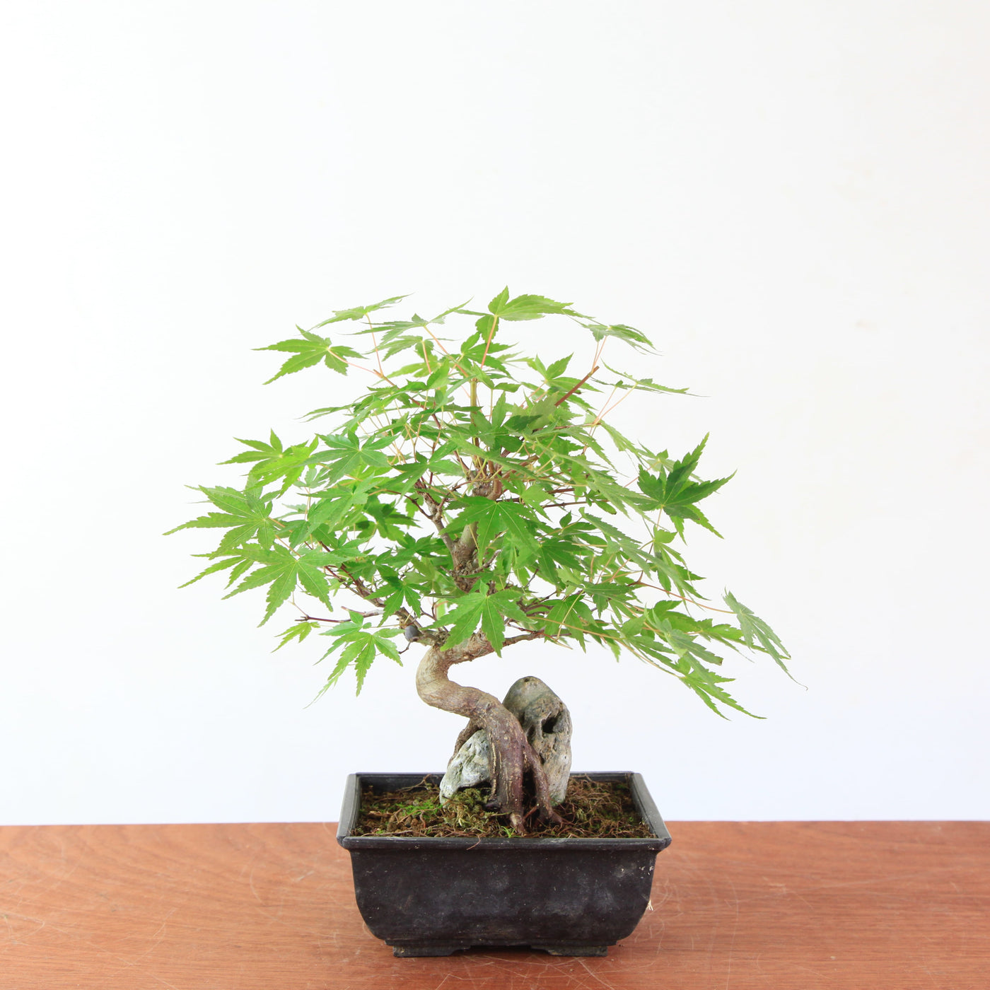 Bonsai Acer Palmatum 'Japanse esdoorn' op steen