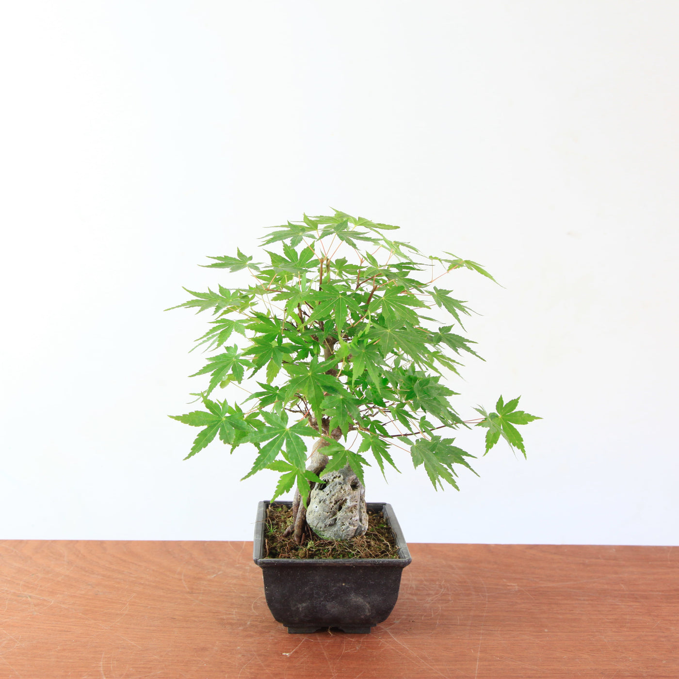 Bonsai Acer Palmatum 'Japanse esdoorn' op steen