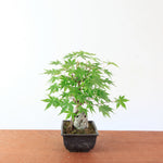 Bonsai Acer Palmatum 'Japanse esdoorn' op steen