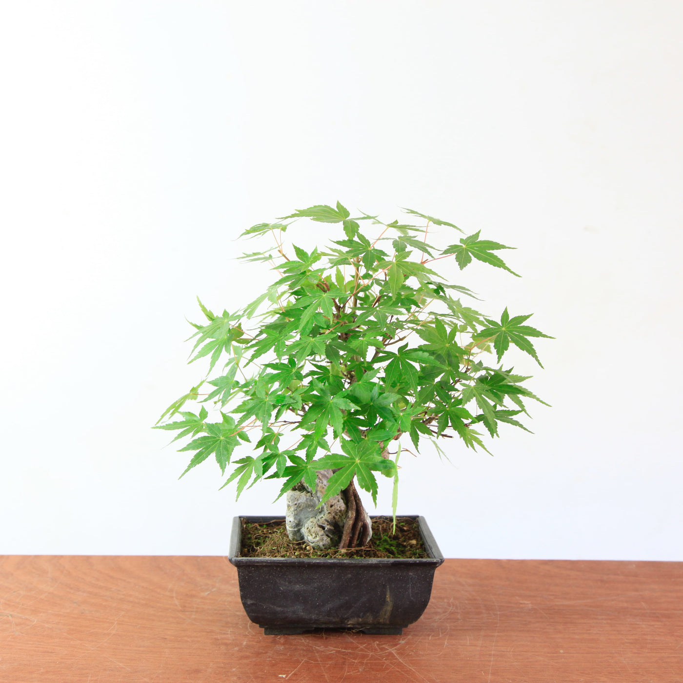 Bonsai Acer Palmatum 'Japanse esdoorn' op steen