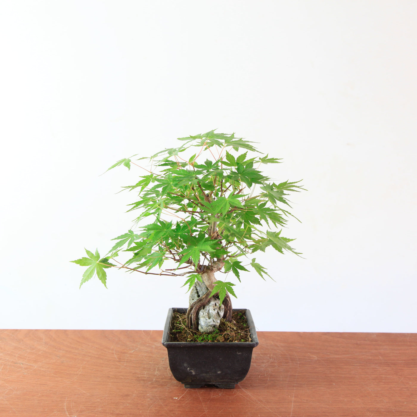 Bonsai Acer Palmatum 'Japanse esdoorn' op steen