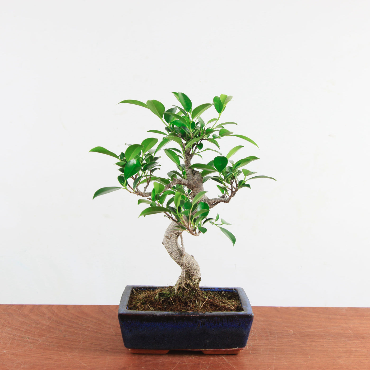 Bonsai Ficus Retusa 'binnen bonsai'