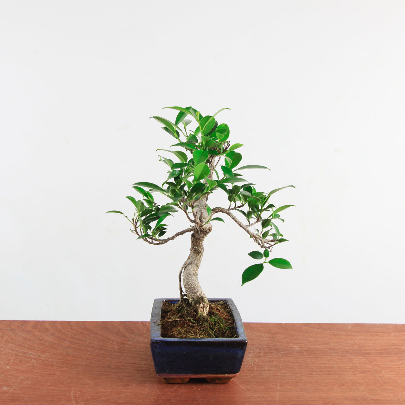 Bonsai Ficus Retusa 'binnen bonsai'