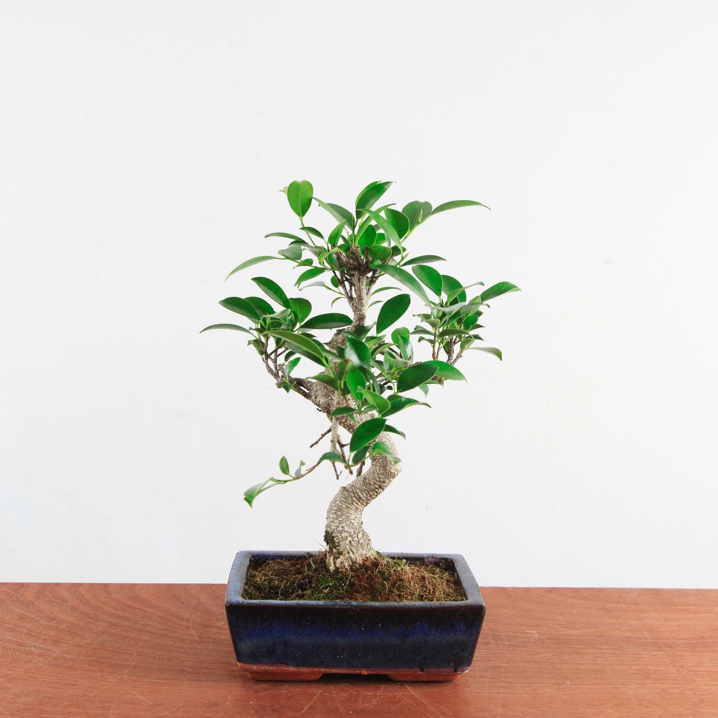 Bonsai Ficus Retusa 'binnen bonsai'