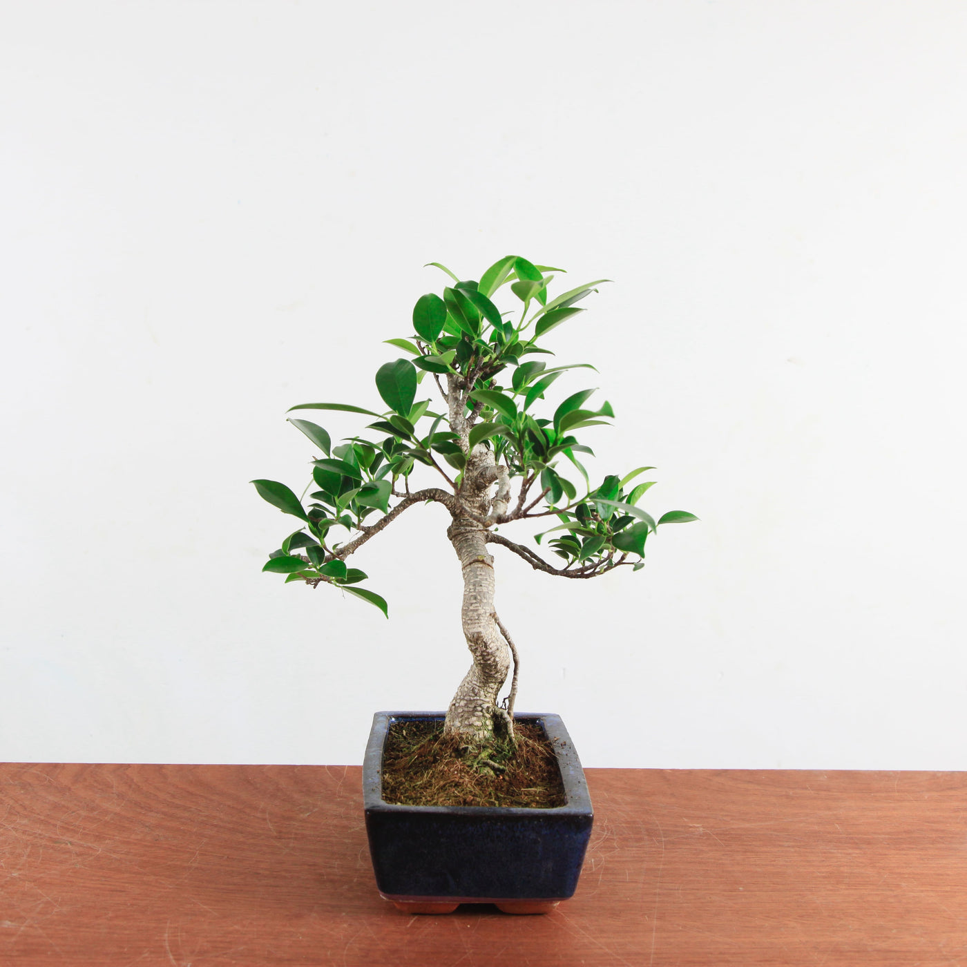 Bonsai Ficus Retusa 'binnen bonsai'