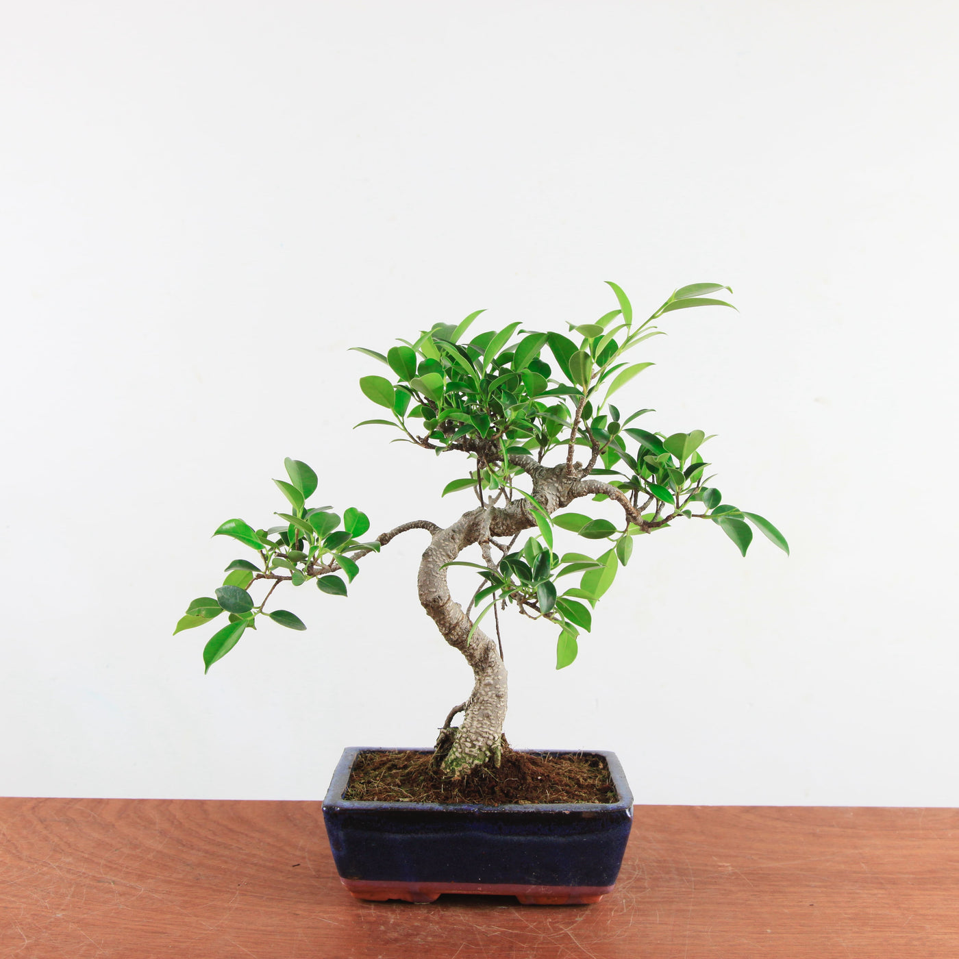 Bonsai Ficus Retusa 'binnen bonsai'