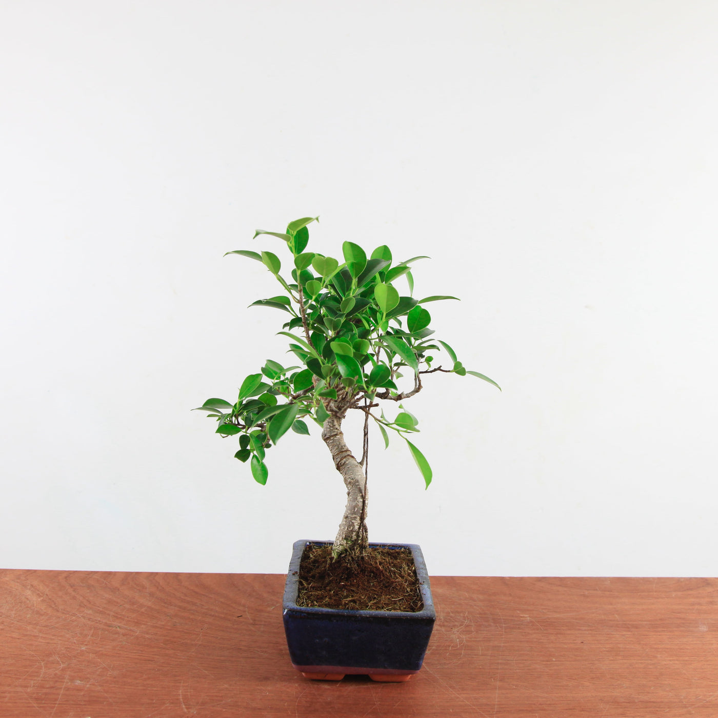 Bonsai Ficus Retusa 'binnen bonsai'