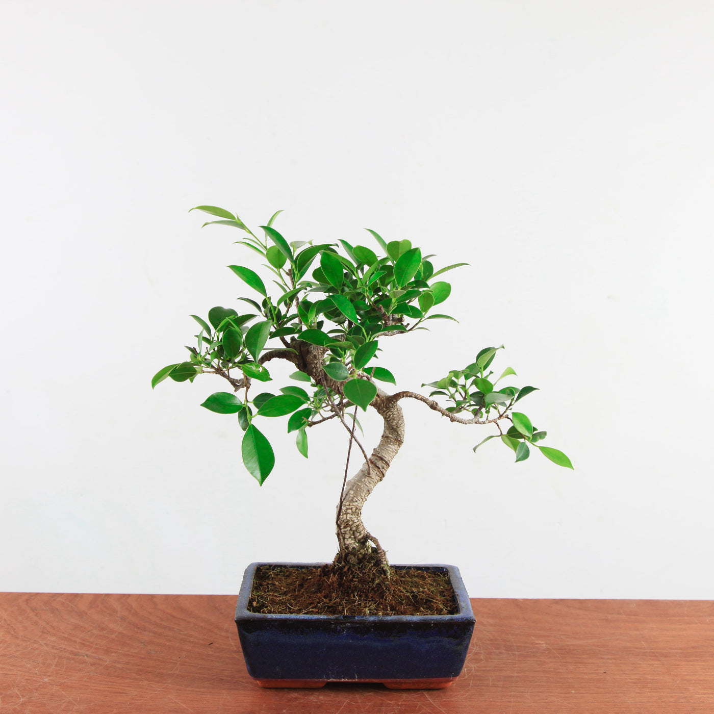 Bonsai Ficus Retusa 'binnen bonsai'