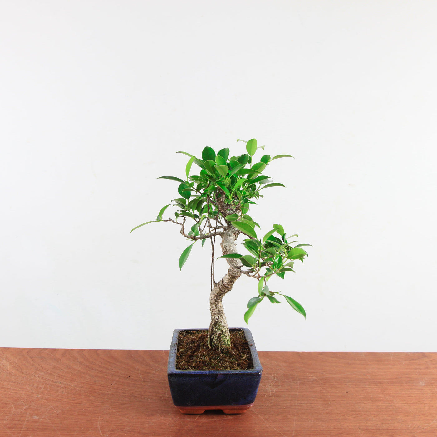 Bonsai Ficus Retusa 'binnen bonsai'