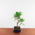Bonsai Ficus Retusa 'binnen bonsai'