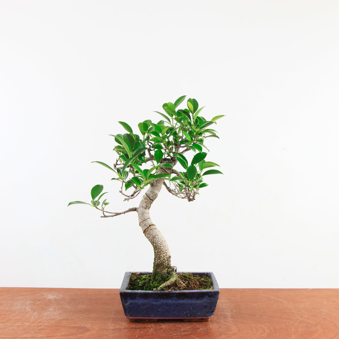 Bonsai Ficus Retusa 'binnen bonsai'