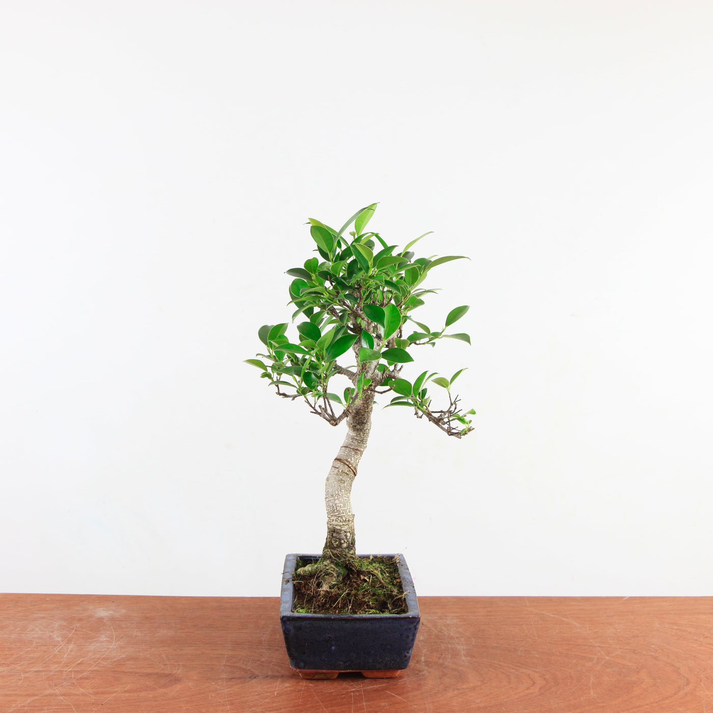 Bonsai Ficus Retusa 'binnen bonsai'