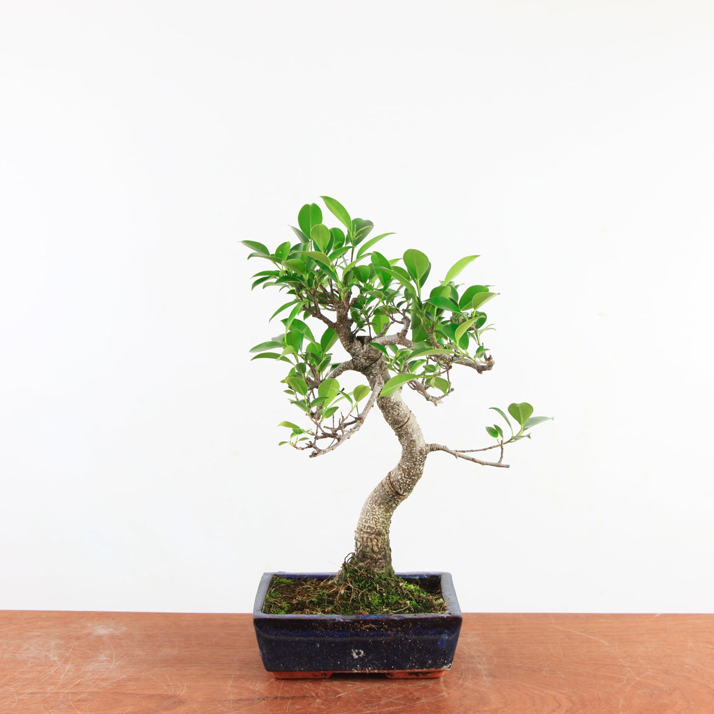 Bonsai Ficus Retusa 'binnen bonsai'