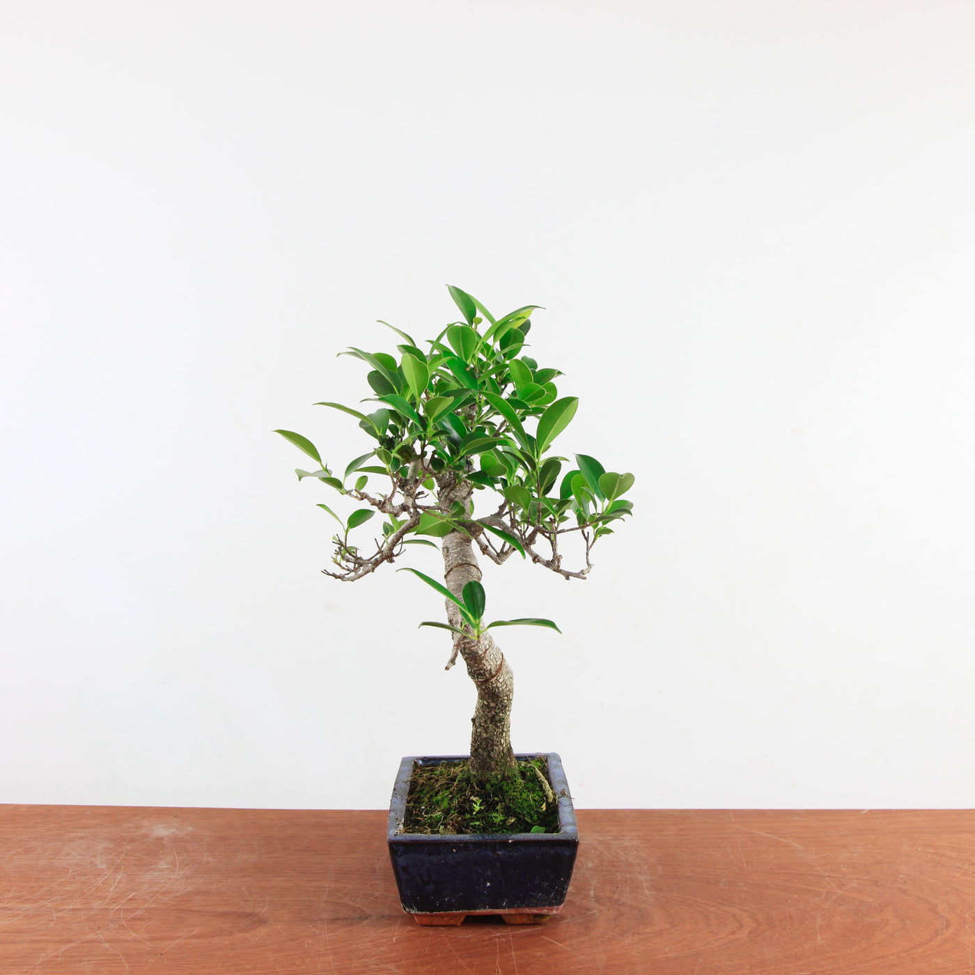 Bonsai Ficus Retusa 'binnen bonsai'