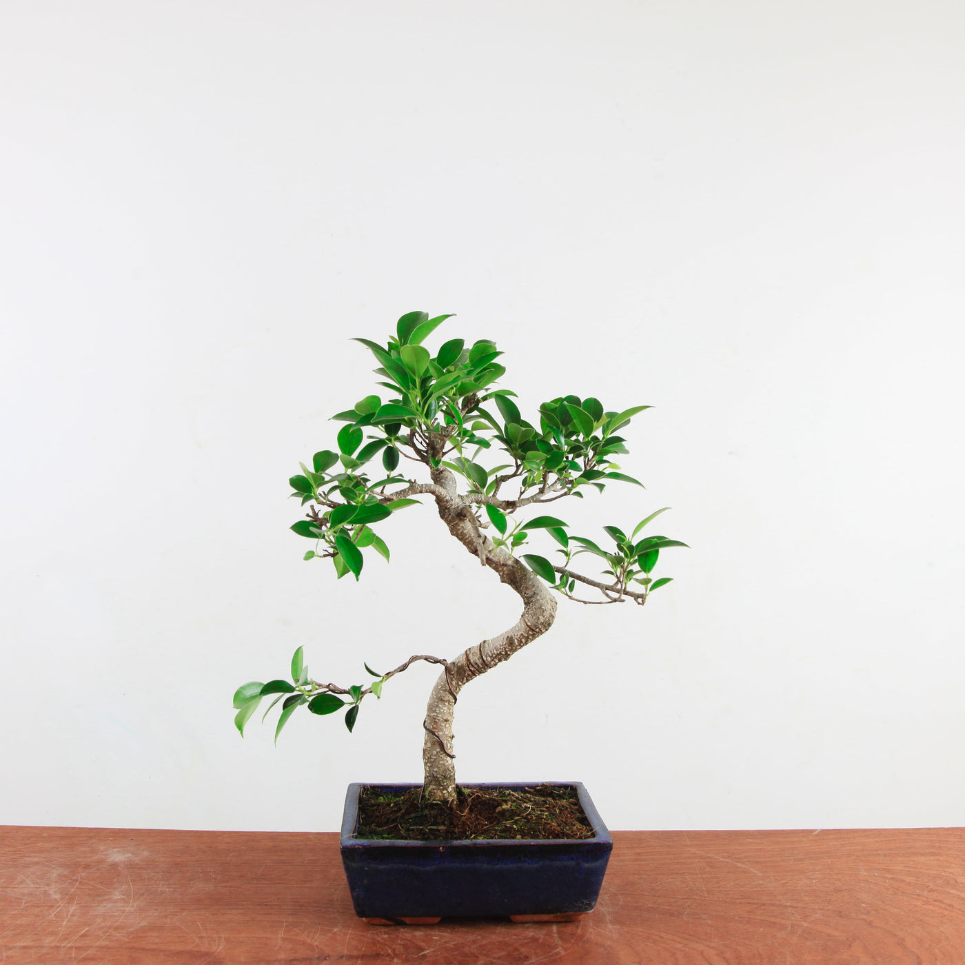 Bonsai Ficus Retusa 'binnen bonsai'