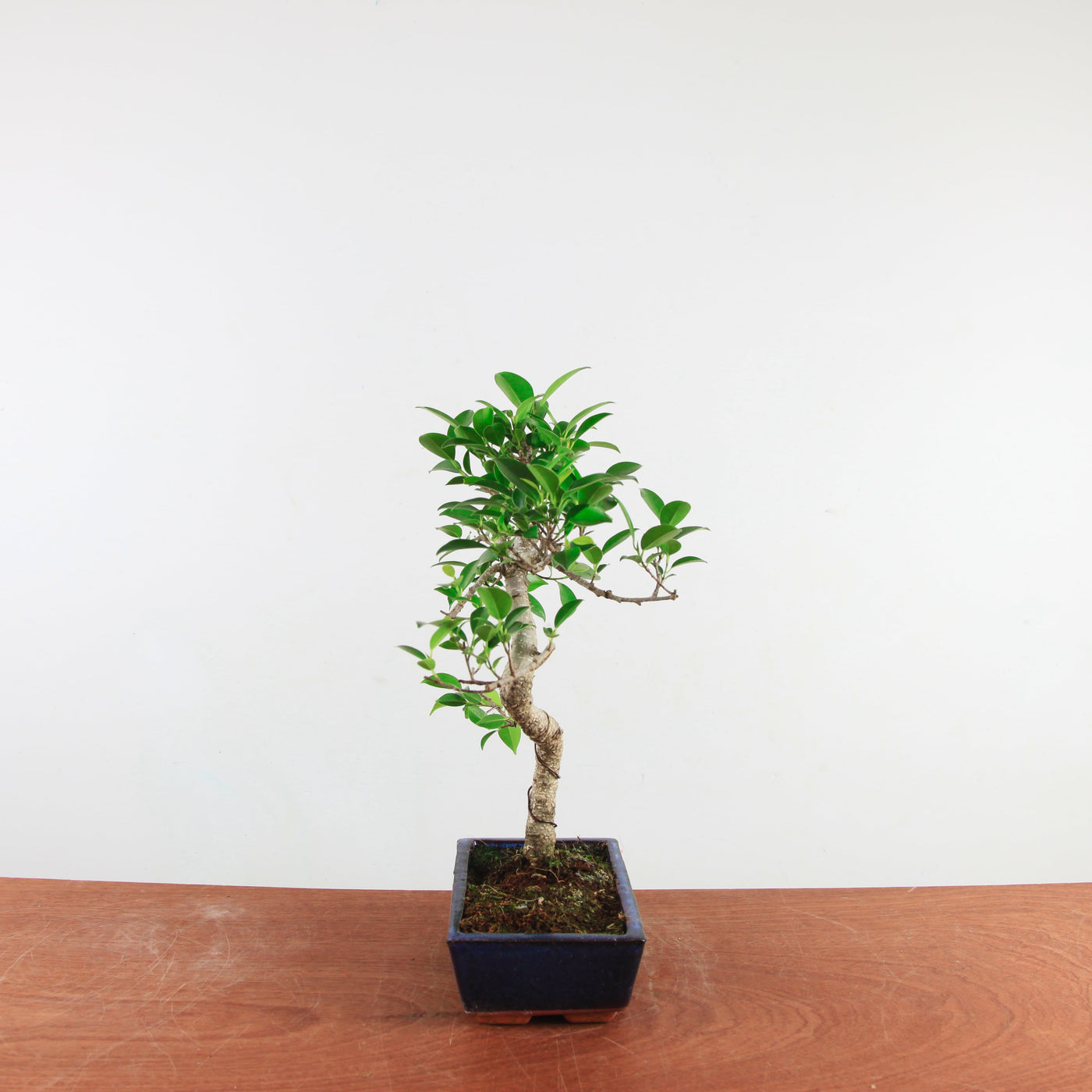 Bonsai Ficus Retusa 'binnen bonsai'