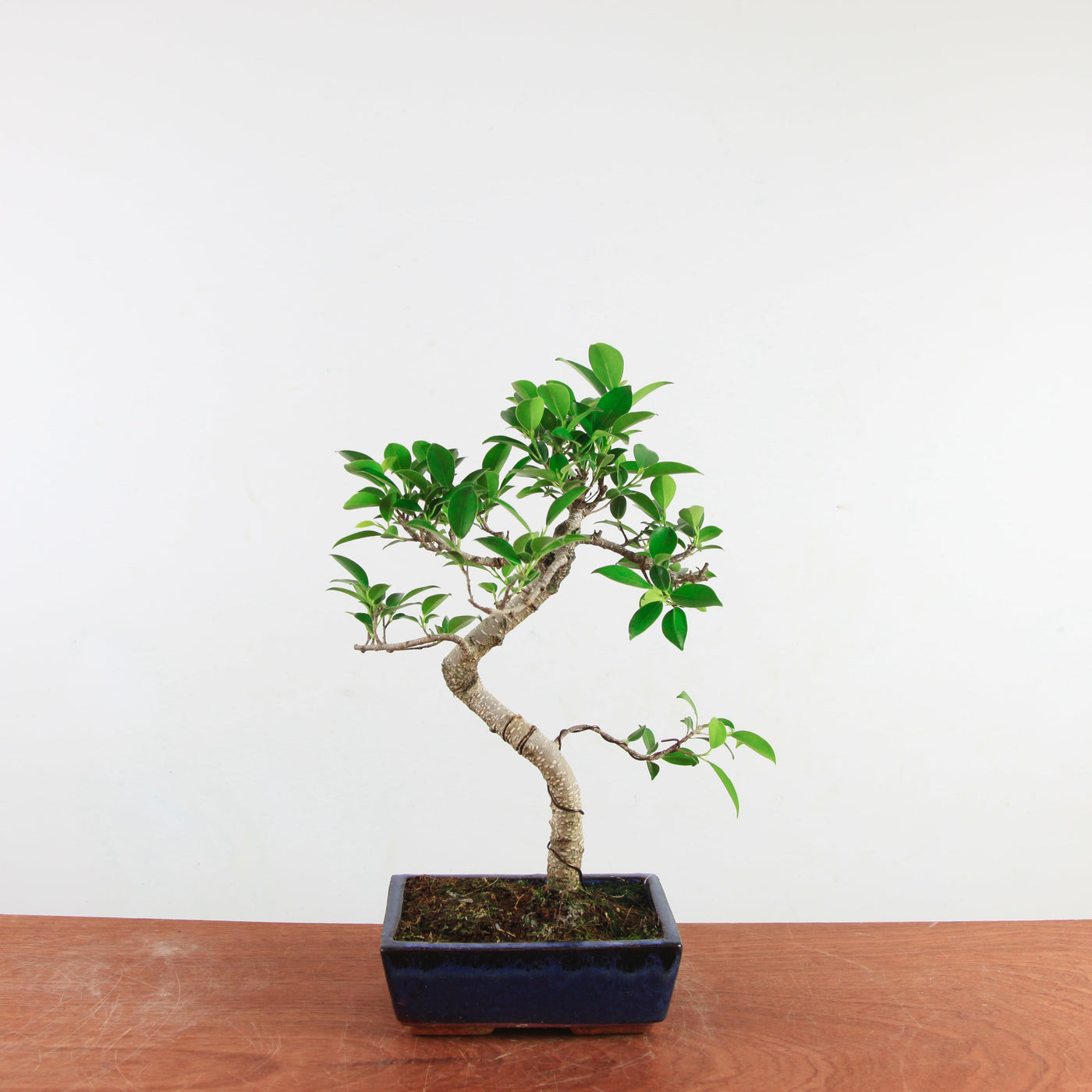Bonsai Ficus Retusa 'binnen bonsai'