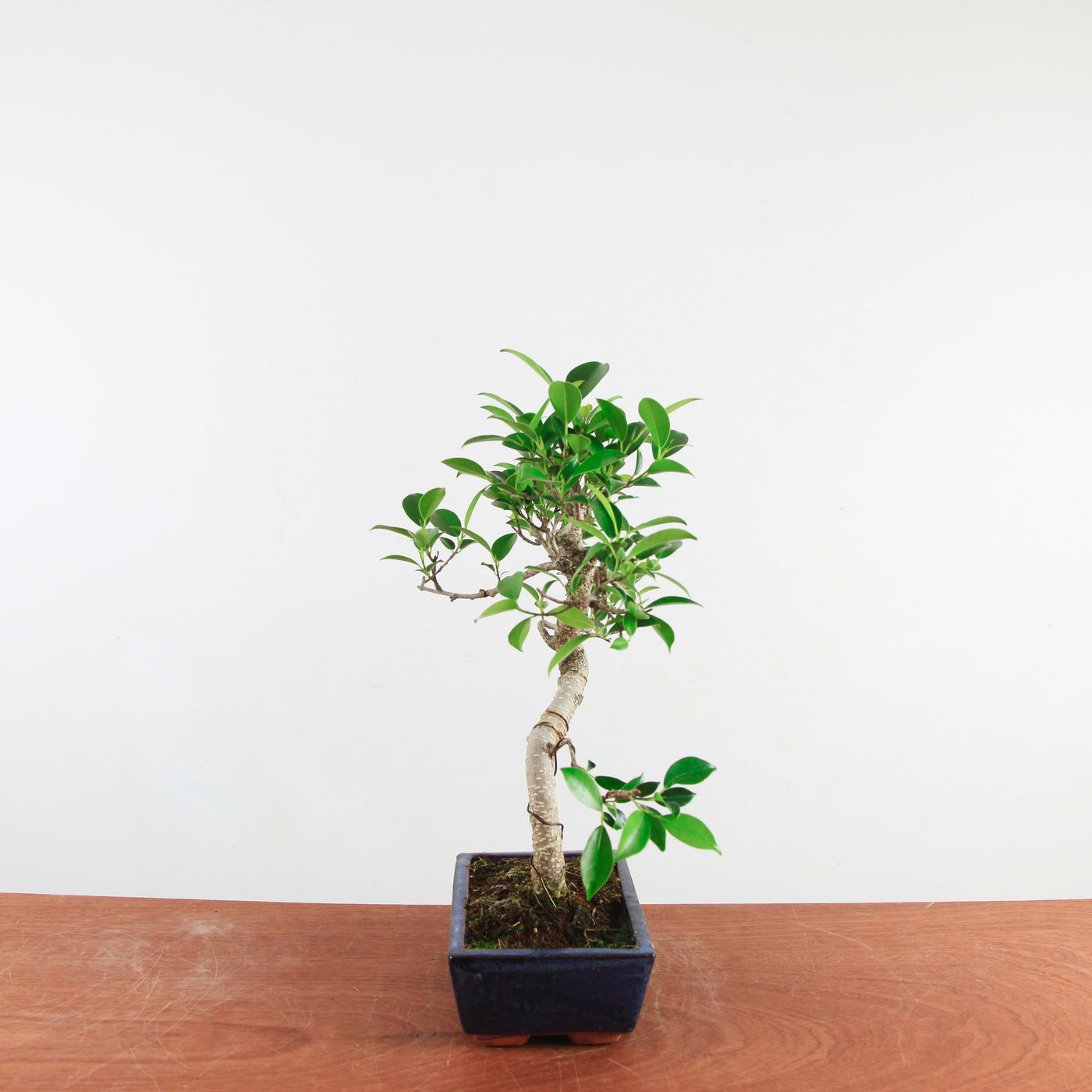 Bonsai Ficus Retusa 'binnen bonsai'