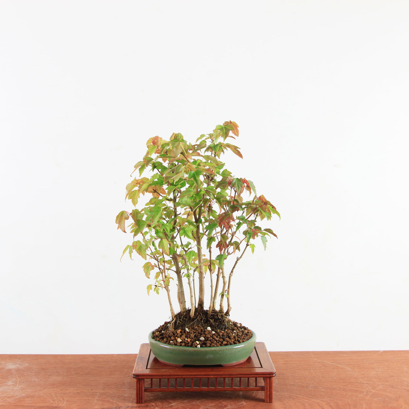 Bonsai Acer Buergerianum 'Trident esdoorn'