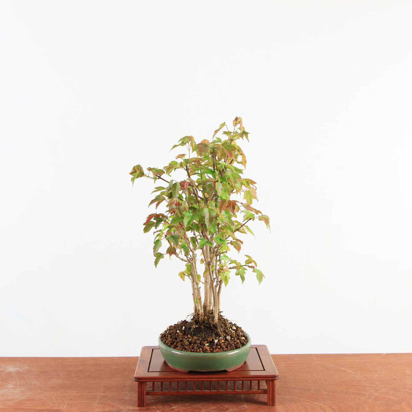 Bonsai Acer Buergerianum 'Trident esdoorn'