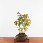 Bonsai Acer Buergerianum 'Trident esdoorn'
