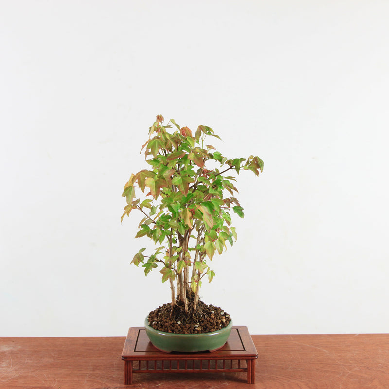 Bonsai Acer Buergerianum 'Trident esdoorn'