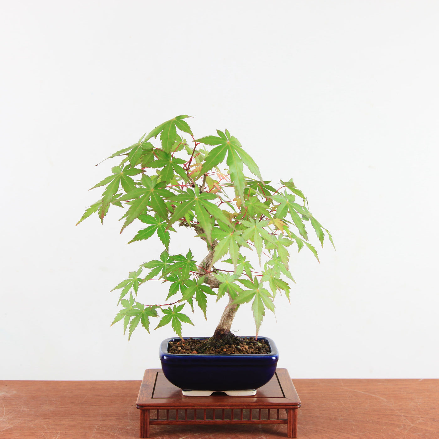 Bonsai Acer Palmatum 'Japanse esdoorn'