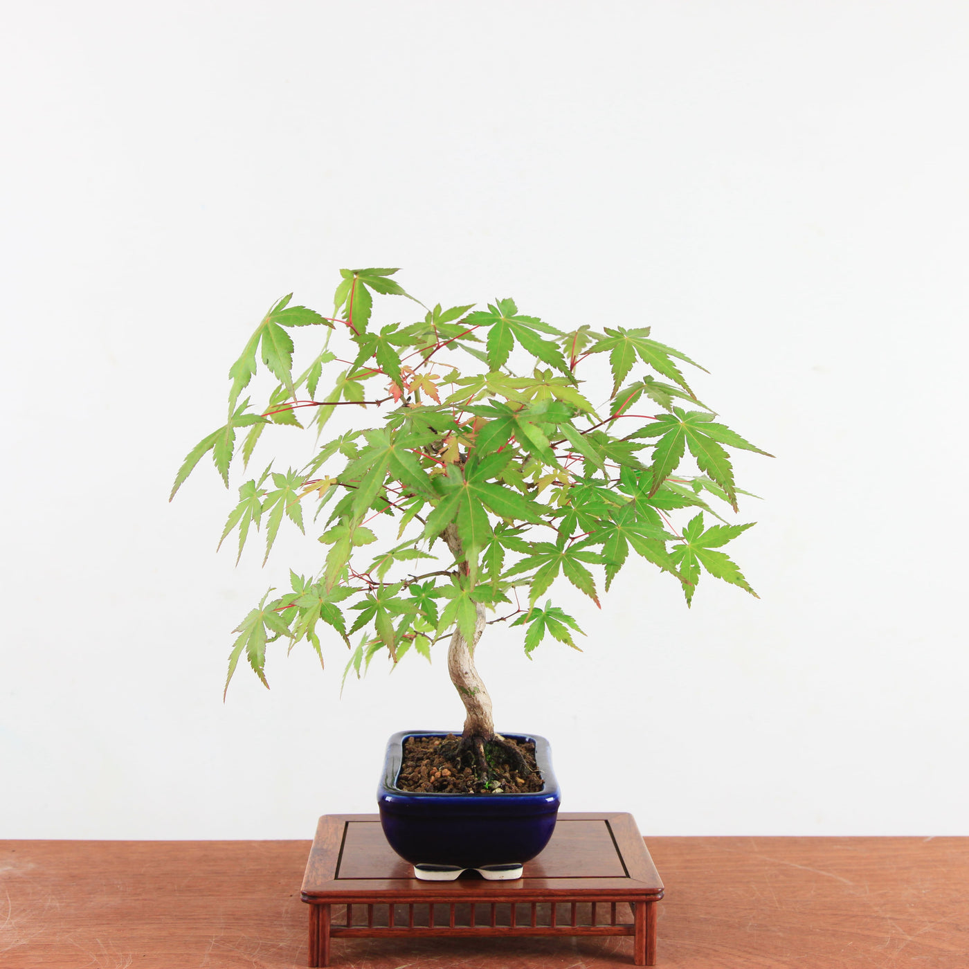 Bonsai Acer Palmatum 'Japanse esdoorn'