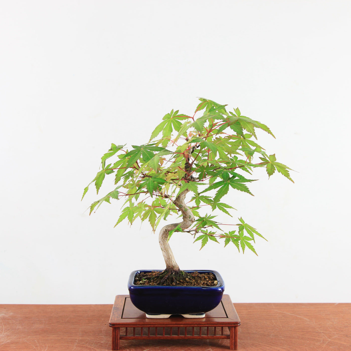 Bonsai Acer Palmatum 'Japanse esdoorn'