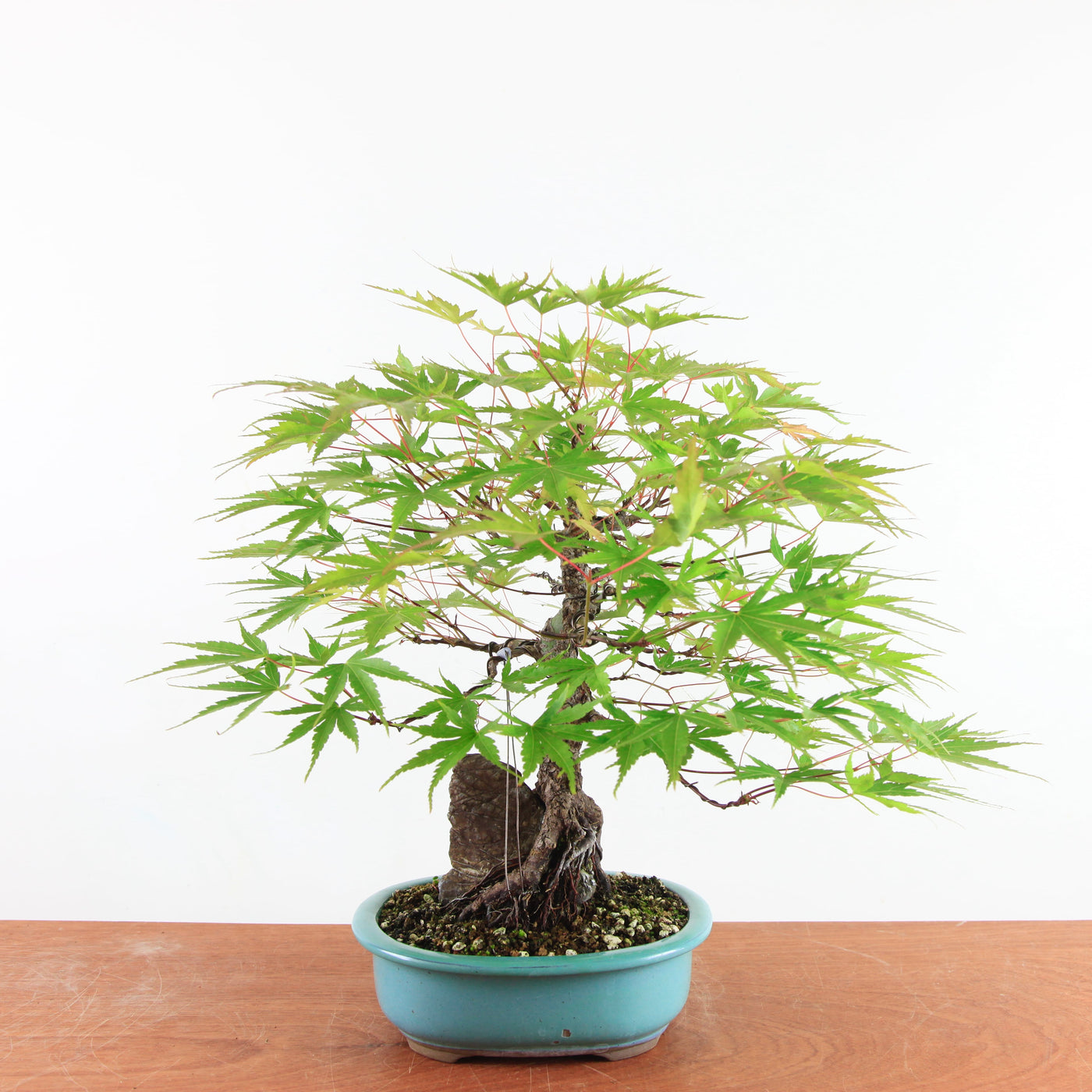 Bonsai Acer Palmatum Arakawa 'Kurkeschoors-esdoorn'