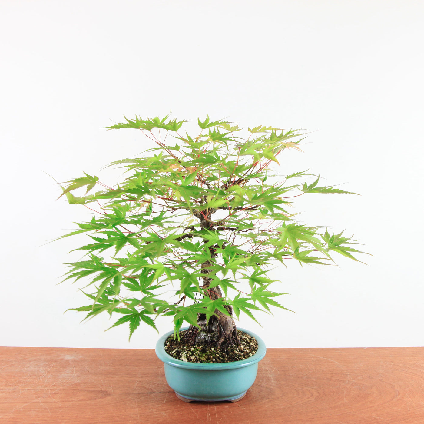 Bonsai Acer Palmatum Arakawa 'Kurkeschoors-esdoorn'