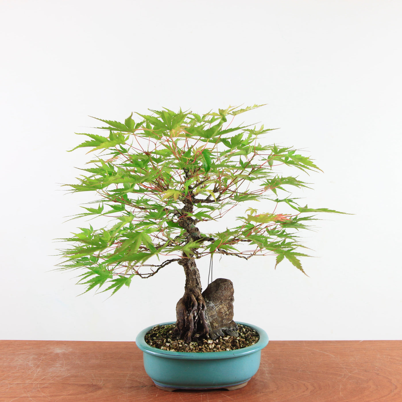 Bonsai Acer Palmatum Arakawa 'Kurkeschoors-esdoorn'
