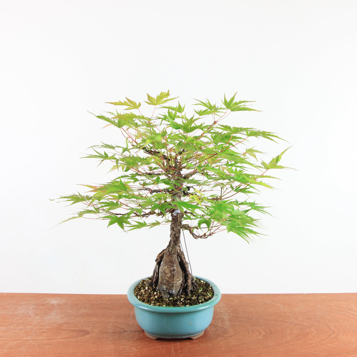 Bonsai Acer Palmatum Arakawa 'Kurkeschoors-esdoorn'