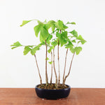 Bonsai Ginkgo