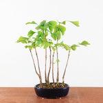 Bonsai Ginkgo