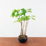 Bonsai Ginkgo