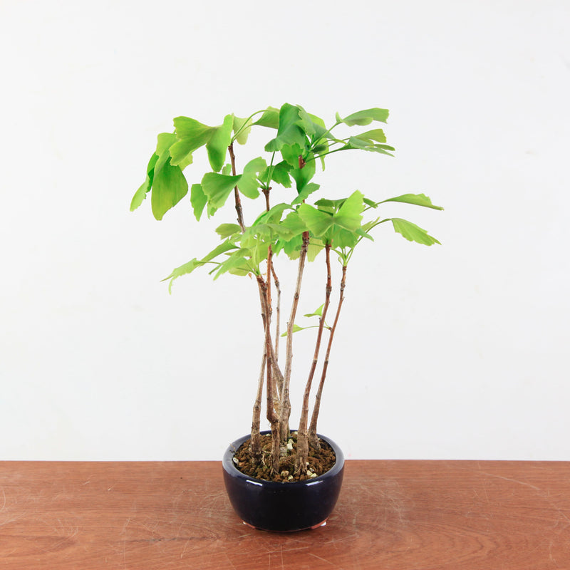 Bonsai Ginkgo